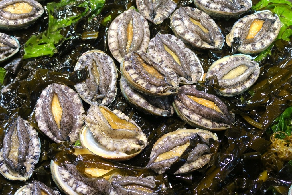 Abalone feed