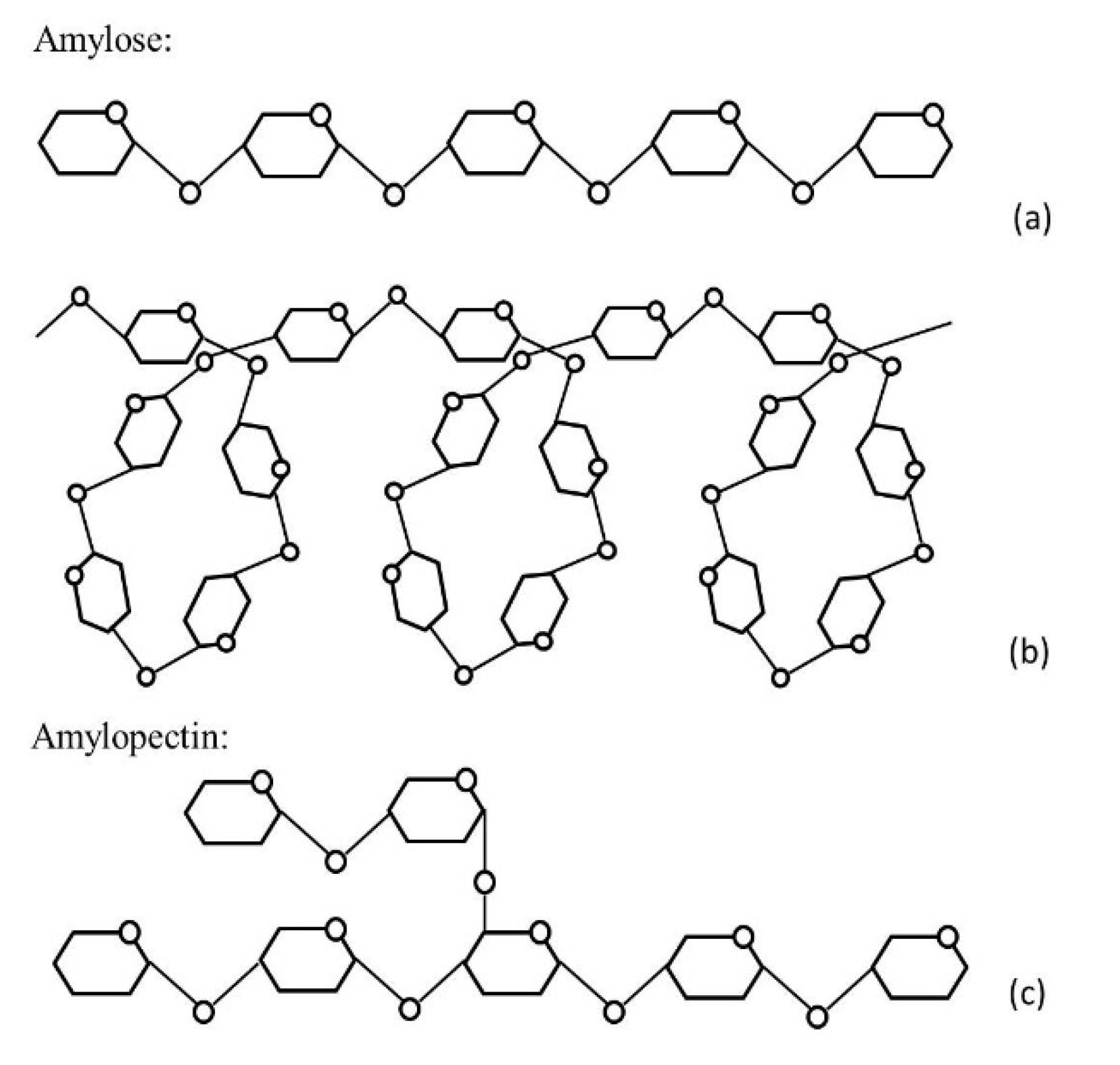 Amylose and amylopectin structure